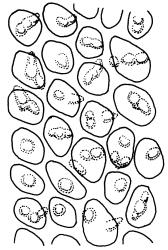 Triquetrella papillata, mid laminal cells. Drawn from J.E. Beever 10-96, AK 332724.
 Image: R.D. Seppelt © R.D.Seppelt All rights reserved